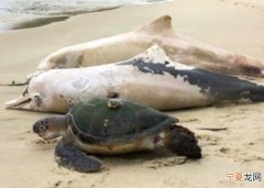 巴西里約熱內(nèi)盧40日內(nèi)有近200條海豚死亡 專(zhuān)家分析死于鯨類(lèi)麻疹